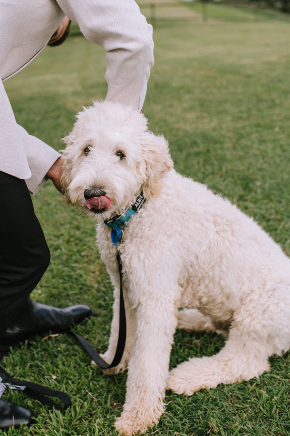 dog portrait at lakehouse folk elopement